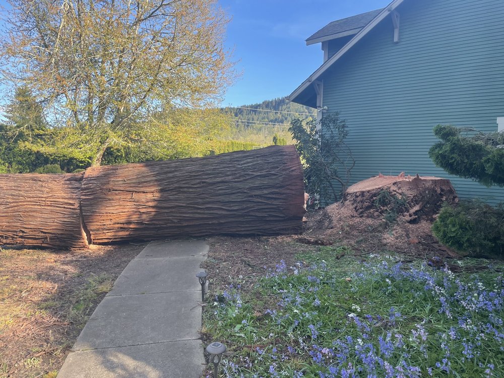 Holcomb Timber & Tree Services - tree service in Springfield, OR