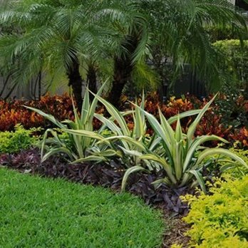 Tree Masters - Tree Services Near Me - Miami, Florida