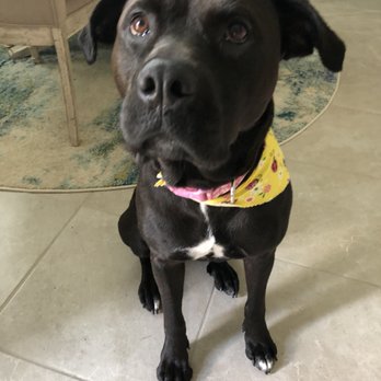 kelly's pet grooming