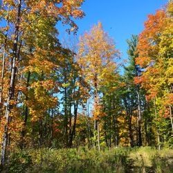 Mc Clintock County Park - Some fall color along the trail that connects McClintock and Goodman Parks