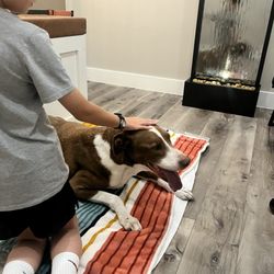 Pet Passages - Collin County, TX - Saying goodbye to Wilson
