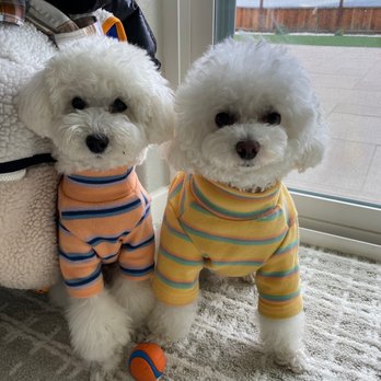 Pawfect Dog Salon - Pet Groomers Near Me Pawfect Dog Salon - Pet Groomers Near Me