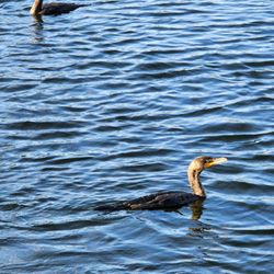 Anhinga Trail - Cormorants
