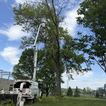 All Precision Tree & Vegetation Services - Tree Services Near Me - Sanders, Kentucky All Precision Tree & Vegetation Services - Tree Services Near Me - Sanders, Kentucky