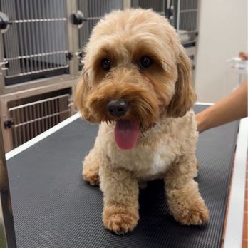 Pawsible - Pet Training Near Me - Los Angeles, California Pawsible - Pet Training Near Me - Los Angeles, California