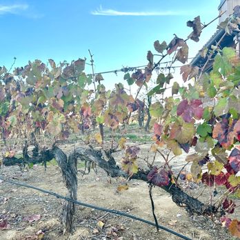 Monte De Oro Winery - Yes, it's Fall for the vines. - Wineries Near Me - Temecula, California Monte De Oro Winery - Yes, it's Fall for the vines. - Wineries Near Me - Temecula, California