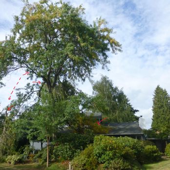 M&M Tree Service - Tree Services Near Me M&M Tree Service - Tree Services Near Me