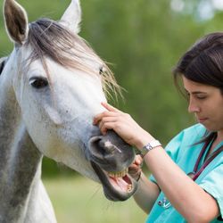 Califon Animal Hospital - Horse
