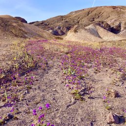 March wildflowers