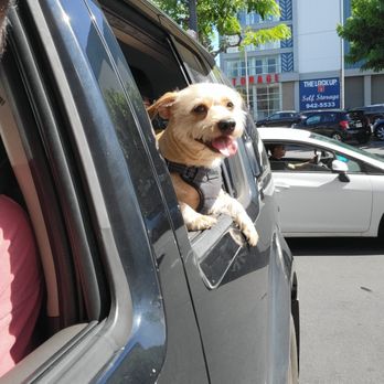 K9 Secret Service - Picking up Tomo from K9 Secret Service.  Thank you Lee-Ann and all the staff at K9 for making Tomo feel welcome and comfortable. - Pet Sitting Near Me - Honolulu, Hawaii