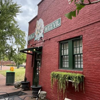 Boll Weevil - Southern Near Me - Augusta, Georgia