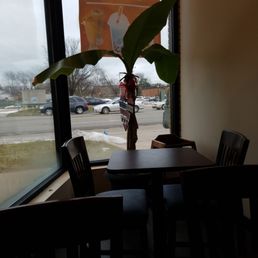 Palm tree