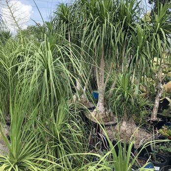 The Cactus King - Nurseries & Gardening Near Me - Houston, Texas