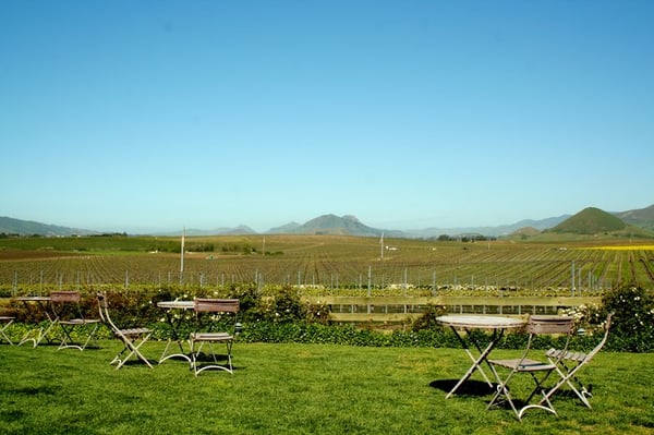 Edna Valley Vineyard by null