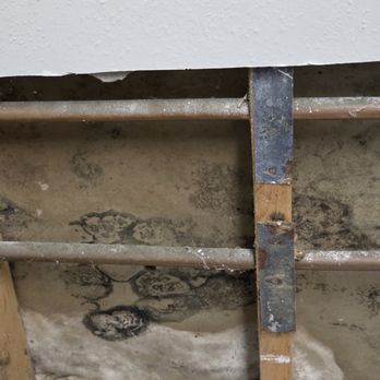 Main Street Renewal - Mold - Property Management Near Me - Venice, Florida Main Street Renewal - Mold - Property Management Near Me - Venice, Florida