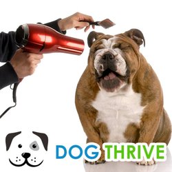 The Pup Camp - We groom! Book your appointment today.