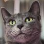 Photo of Valley Humane Society