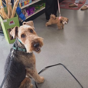 Training With Karen - Pet Training Near Me Training With Karen - Pet Training Near Me