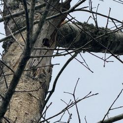 Knights Tree Service
