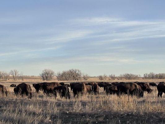 Rocky Mountain Arsenal National Wildlife Refuge by null