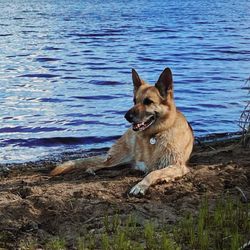 Midwest Animal Rescue & Services
