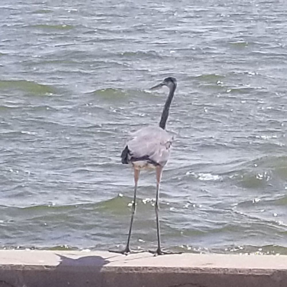 Weeks Bay Reserve Foundation - On research reserve Weeks Bay - Community Service/Non-Profit Near Me - Fairhope, Alabama