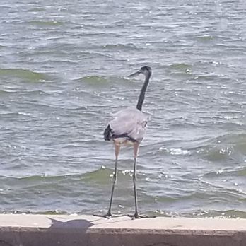 Weeks Bay Reserve Foundation - On research reserve Weeks Bay - Community Service/Non-Profit Near Me - Fairhope, Alabama Weeks Bay Reserve Foundation - On research reserve Weeks Bay - Community Service/Non-Profit Near Me - Fairhope, Alabama