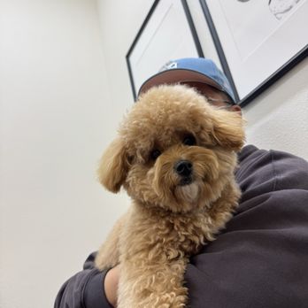 Sactown Vet - Veterinarians Near Me - Sacramento, California Sactown Vet - Veterinarians Near Me - Sacramento, California