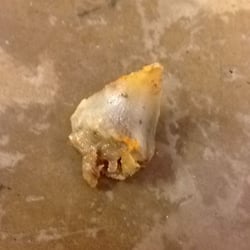 El Mexiquense Grill - This is the bone we found in our burrito. Eat carefully!