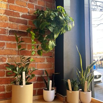 One Line Coffee - Short North - Plants for sell - Coffee & Tea Near Me - Columbus, Ohio