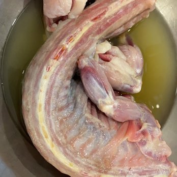 Iguana Solutions - Marinating iguana - Wildlife Control Near Me