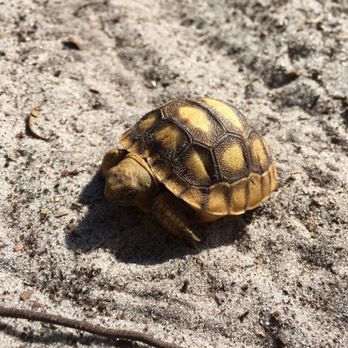 Alafia River State Park - I saved him from the trail! - Hiking Near Me - Lithia, Florida