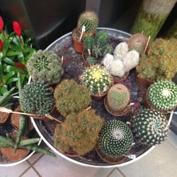 Witveld - Cactusjes!