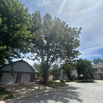 Affordable Moore's Tree Services - After trimming - Tree Services Near Me Affordable Moore's Tree Services - After trimming - Tree Services Near Me