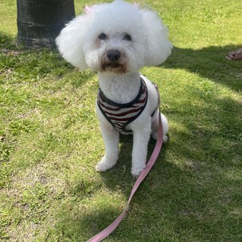 Ladies Pet Grooming - Pet Groomers Near Me - Glendora, California