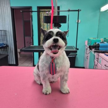 Couture Canine - Pet Groomers Near Me - Navarre, Florida