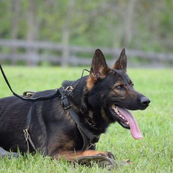 Pinnacle Pup Dog Training - All breeds welcome. - Pet Training Near Me - Vacaville, California Pinnacle Pup Dog Training - All breeds welcome. - Pet Training Near Me - Vacaville, California