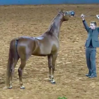Matthias Arabians - Landon and LM Status Top Ten Arabian gelding in hand Joth - Horseback Riding Near Me - Norwalk, Iowa Matthias Arabians - Landon and LM Status Top Ten Arabian gelding in hand Joth - Horseback Riding Near Me - Norwalk, Iowa