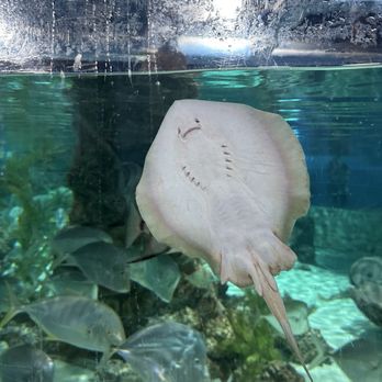 SeaQuest - Woodbridge - Sting ray - Aquariums Near Me - Woodbridge, New Jersey