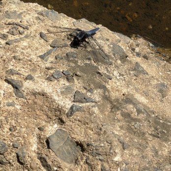Davidson's Mill Pond Park - Dragonfly on a rock - Parks Near Me - South Brunswick Township, New Jersey Davidson's Mill Pond Park - Dragonfly on a rock - Parks Near Me - South Brunswick Township, New Jersey