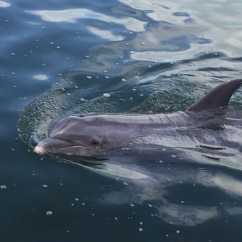 Island Dolphin Care - Dolphin ambassador - Animal Assisted Therapy Near Me - Key Largo, Florida