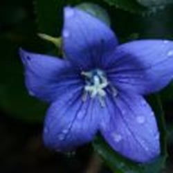 Blumen Marlies Diranko - Blumen Marlies Diranko