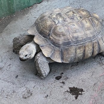 Colorado Gators Reptile Park - Tortoise walking around with us. - Zoos Near Me - Mosca, Colorado