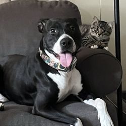 Joyful Animal  Hospital
