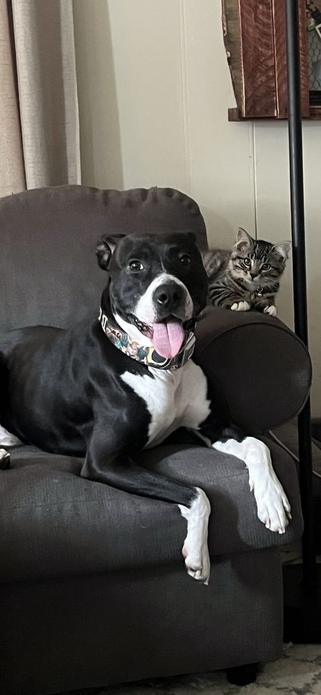 Joyful Animal  Hospital