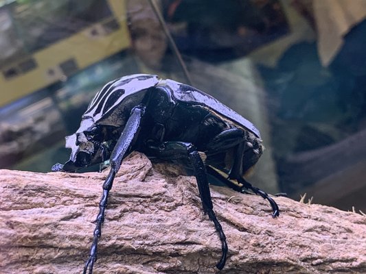 ABQ BioPark - Botanic Garden by null