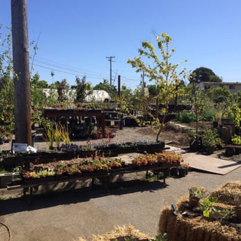 Ploughshares Nursery - Nurseries & Gardening Near Me - Alameda, California Ploughshares Nursery - Nurseries & Gardening Near Me - Alameda, California