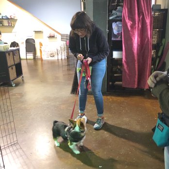 Wonder Puppy - Frankie & Christina during his Great Puppy class at about 5 months old. - Pet Training Near Me - Portland, Oregon Wonder Puppy - Frankie & Christina during his Great Puppy class at about 5 months old. - Pet Training Near Me - Portland, Oregon