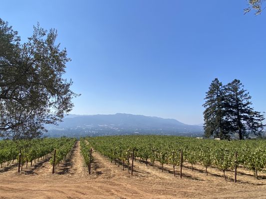 Hanzell Vineyards by null