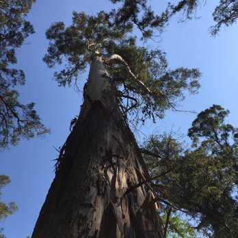 Twin Pines Park - Parks Near Me - Belmont, California